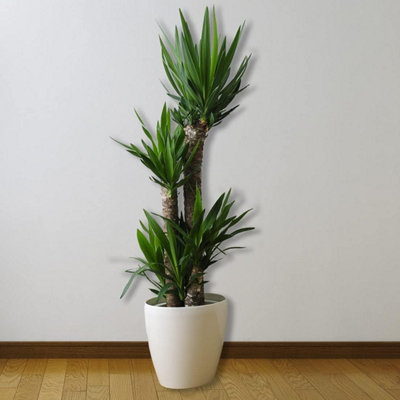 All Occasions, 3 Stem Yucca Plant, 1m Tall Perfect Home, Bedroom, Kitchen and Living Room, Perfect for Clean Air