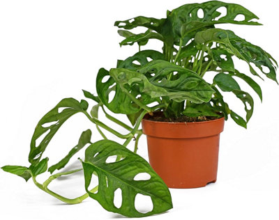 All Occasions, Monstera Monkey Leaf Plant for Home, Bedroom, Kitchen and Living Room, Perfect for Clean Air, Delivered Next Day