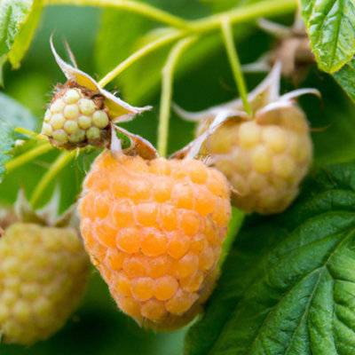 Allgold Raspberry (Rubus) Tree - 3Ltr Potted