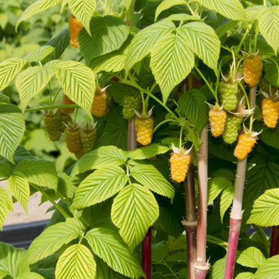Allgold Raspberry (Rubus) Tree - 3Ltr Potted