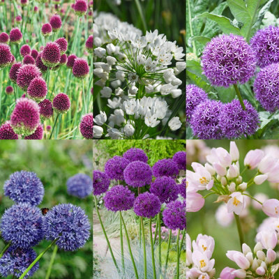 Allium 100 Mixed Spring Bulbs - Summer Flowering Perennial Bulbs - UK Hardy Pollinator Friendly - For Beds, Borders & Patio Pots