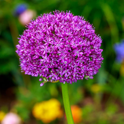 Allium Ambassador - Deep Purple Ornamental Onion Flowering Bulbs for ...