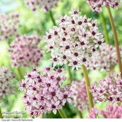 Allium balsaticum Red Eye 3 Bulbs