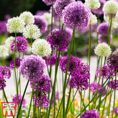 Allium 'Big Impact Mixed' - 32 Bulbs