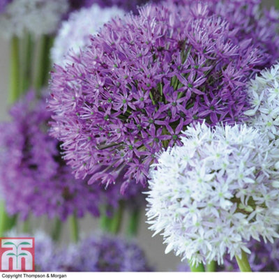 Allium 'Big Impact Mixed' - 32 Bulbs