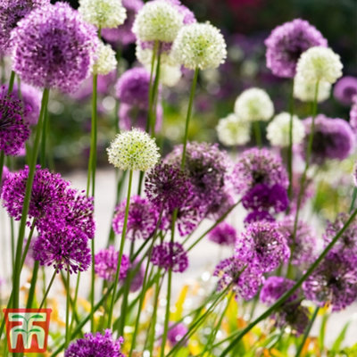 Allium 'Big Impact Mixed' - 8 Bulbs - 3