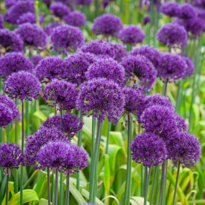 Allium bulbs 'Purple Sensation' pack of 25 size 10/12