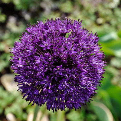 Allium bulbs 'Purple Sensation' pack of 25 size 10/12 - 3