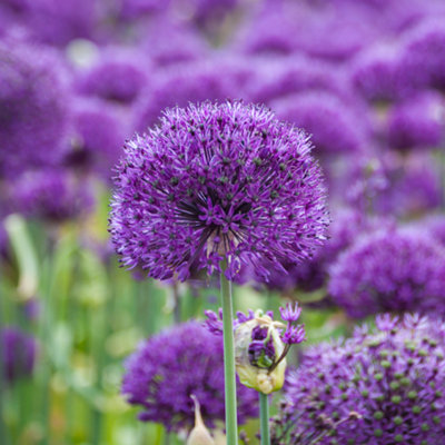 Allium bulbs 'Purple Sensation' pack of 25 size 10/12 - 4