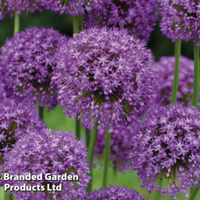 Allium Bumper Pack Mixed - 100 bulbs