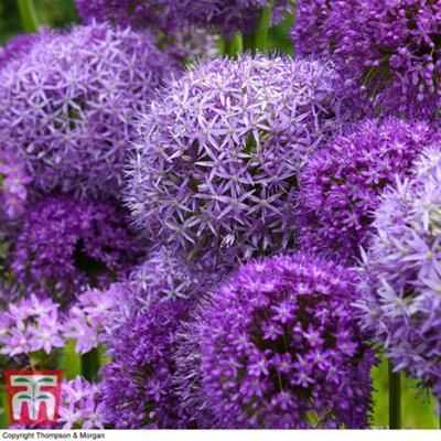 Allium Cut Flower Collection 100 Bulbs
