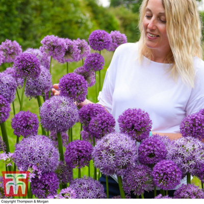 Allium Cut Flower Collection 100 Bulbs