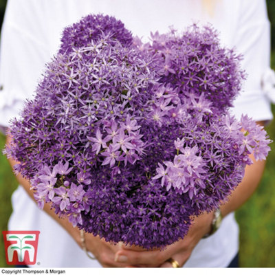 Allium Cut Flower Collection 100 Bulbs - 3