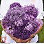 Allium Cut Flower Collection 100 Bulbs