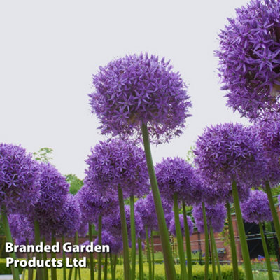 Allium Globemaster 1 Spring Bulb