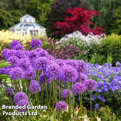 Allium Globemaster 4 Spring Bulbs