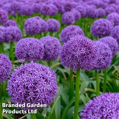 Allium Globemaster 4 Spring Bulbs | DIY at B&Q