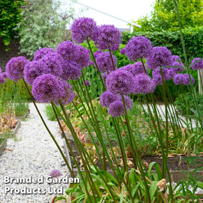 ［新品］SLOTHREAT Allium Longfield Gardens Allium | Costco