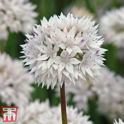 Allium 'Graceful Beauty' 24 bulbs
