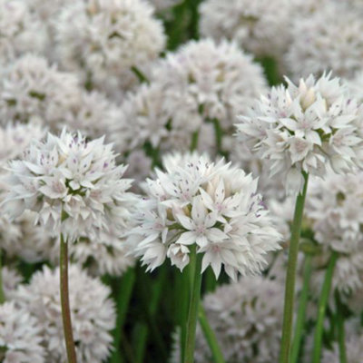 Allium 'Graceful Beauty' 24 bulbs