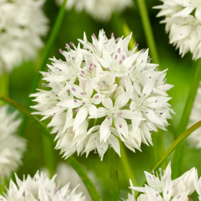 Allium 'Graceful Beauty' 48 bulbs - 3