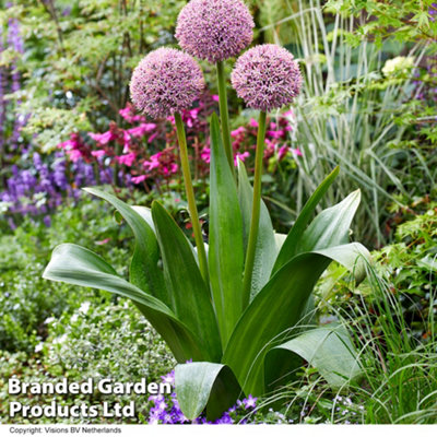 Allium Lucky Balloons 3 Bulbs - Spring / Summer Flowering
