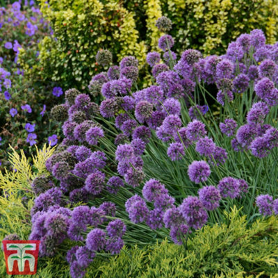 Allium Medusa's Hair 7cm Potted Plant x 2