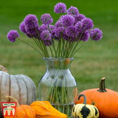 Allium Medusa's Hair 7cm Potted Plant x 2 - 3