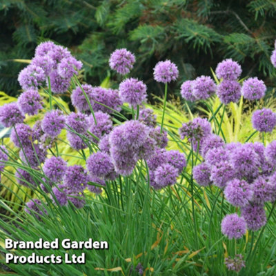 Allium Medusa's Hair 7cm Potted Plant x 3 | DIY at B&Q