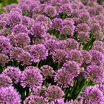 Allium Millenium - Ornamental Hardy Herbaceous Plant - Outdoor Plant in Pot
