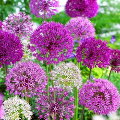 Allium Mixed Flowering Bulbs - Diverse Blooms (100 Pack) | DIY at B&Q