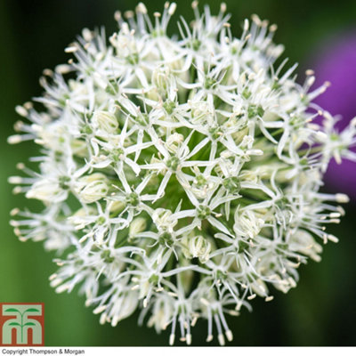 Allium Mount Everest 3 Spring Bulbs