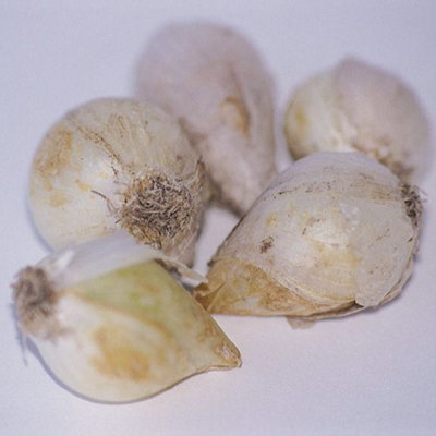 Allium Mount Everest 3 Spring Bulbs