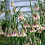 Allium Nectaroscordum Siculum Flowering Bulbs - Exquisite Blooms (200 Pack)