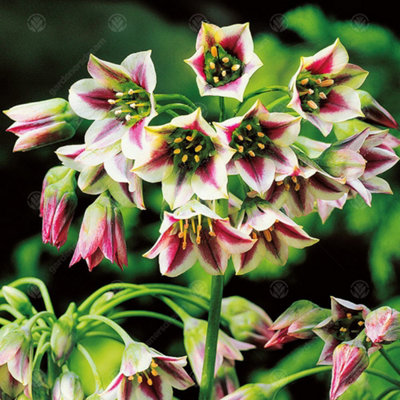 Allium Nectaroscordum Siculum Flowering Bulbs - Exquisite Blooms (200 Pack)