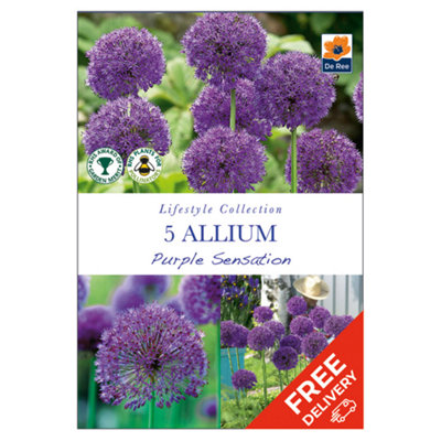 Allium Purple Sensation Bulbs - Spring Flower Bulbs - 5 Bulbs