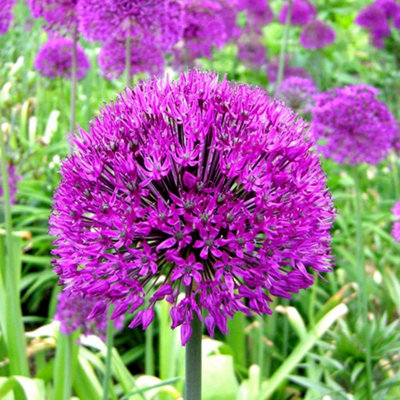 Allium Purple Sensation Flowering Bulbs - Vibrant Purple Blooms, 250 Pack