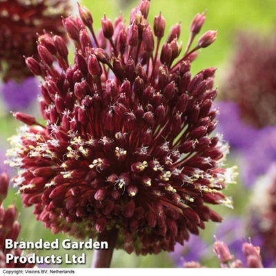 Allium Red Mohican 10 Spring Bulbs