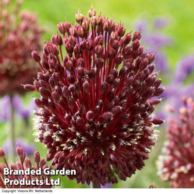 Allium Red Mohican 10 Spring Bulbs