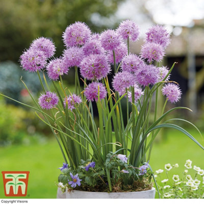Allium Rosy Dream 5 Spring Bulbs