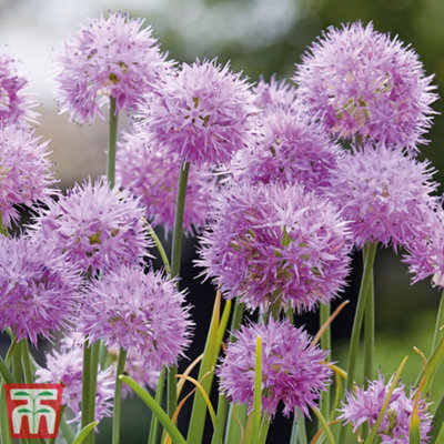 Allium Rosy Dream 5 Spring Bulbs