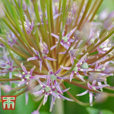 Allium Schubertii 10 Spring Bulbs