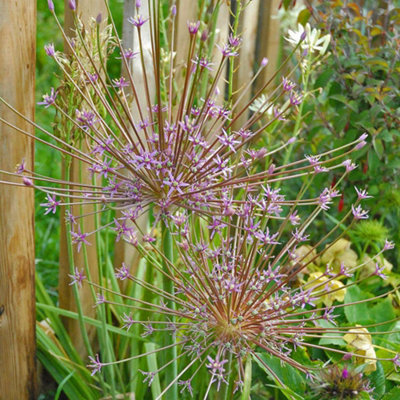 Allium Schubertii 10 Spring Bulbs