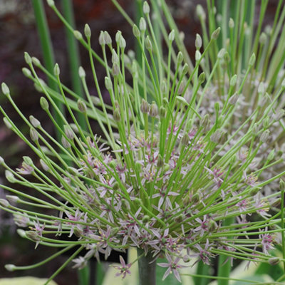 Allium Schubertii 5 Spring Bulbs