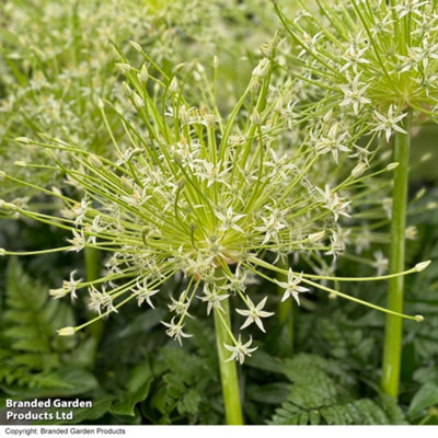 Allium schubertii Arctic Snow 1 Bulb