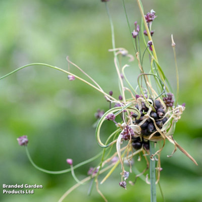 Allium scorodoprasum Art 5 Bulbs