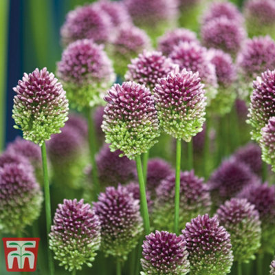 Allium sphaerocephalon - 50 Bulbs