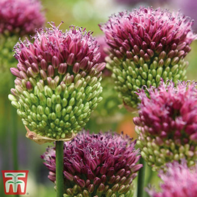 Allium sphaerocephalon - 50 Bulbs
