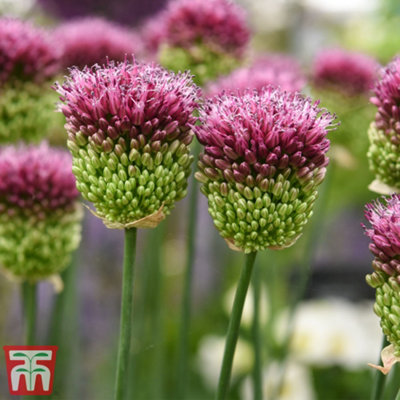 Allium sphaerocephalon - 50 Bulbs - 3
