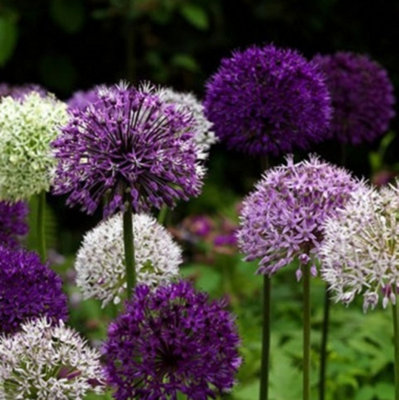 Allium Surprise Bulb Collection (50 Bulbs)